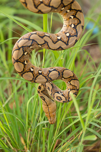 Boa Constrictor, Boa schlange im gras, Boa constrictor, Schlange auf Ast HD phone wallpaper