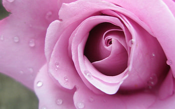 Plants, Flowers, Roses, Violet, Drops HD wallpaper