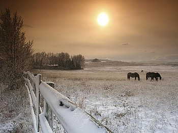 Natures Winter, winter, horses, animals, other, nature, sunset HD wallpaper