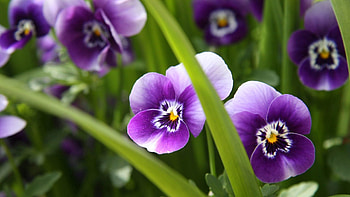 Flowers, Grass, Leaves, Macro, Striped HD wallpaper