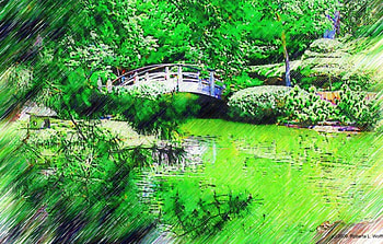 Bridge Japanese Gardens, Fort Worth, TX, koi ponds, texas, botannic garden, fort worth, beauty in nature HD wallpaper