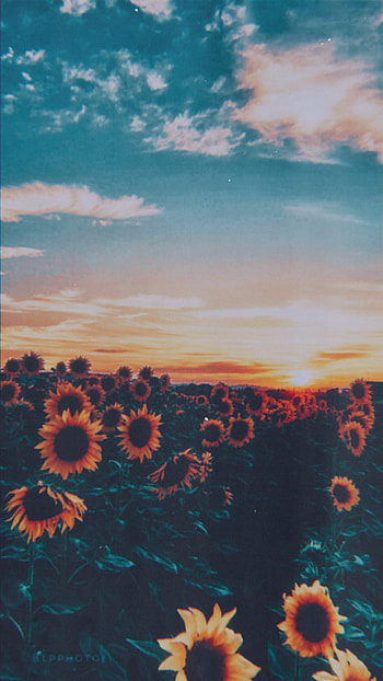 Sunflower Feild, cloud, sky, pretty, yellow, aesthetics, sunflowers HD phone wallpaper