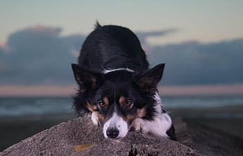 Animals, Dog, Muzzle, Spotted, Spotty, Sight, Opinion HD wallpaper