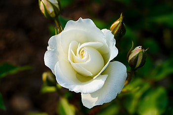 White rose, White, Flower, Blossom, Rose HD wallpaper