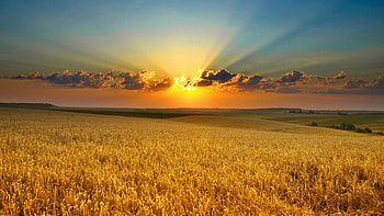 Farm , Rustic charm, Countryside beauty, Farm scenery HD wallpaper
