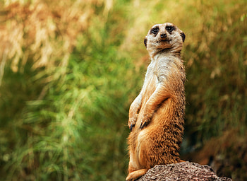 Animals, Cool, Is Sitting, Sits, Meerkat, Surikat HD wallpaper