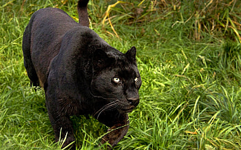 Stunning , Exquisite black panther, Nature's marvel, Majestic predator HD wallpaper