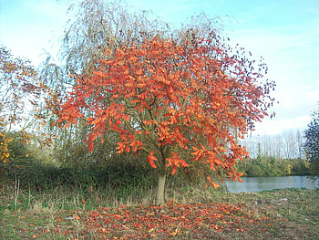 arbre dautomne, autumn, tree HD wallpaper