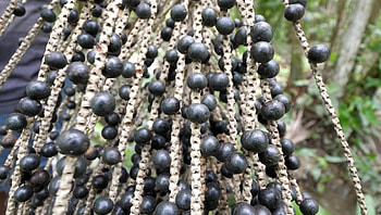 Acai berries, Bountiful harvest, Exotic tree fruit, Tropical delight HD wallpaper