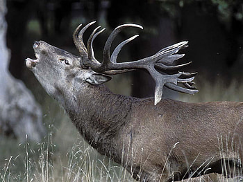 hello ladies i'm back, animal, howling, male, deer HD wallpaper