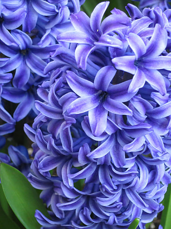 Hyacinth , backgrounds, Nature's charm, Floral elegance HD phone wallpaper