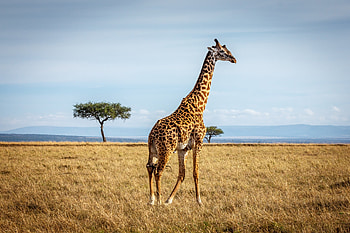 Top giraffe full , Book your HD wallpaper