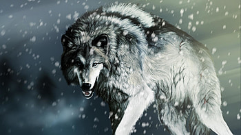 Wolf - Inn HD wallpaper