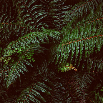 Plants, Leaves, Macro, Fern, Carved, Vegetation HD phone wallpaper