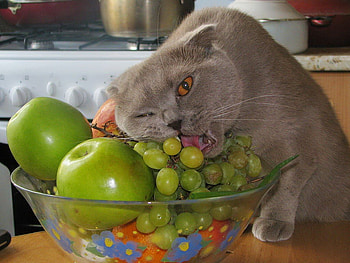 Sweet kitten eating grapes, sweet, animal, kitten, grape, apple, cat, feline HD wallpaper