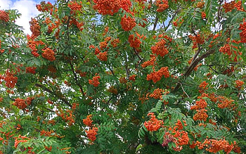 Rowan, rowanberries, Latvia, orange, tree HD wallpaper