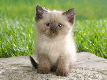 Animals, Fluffy, Kitty, Kitten, Grey, Kid, Tot HD wallpaper