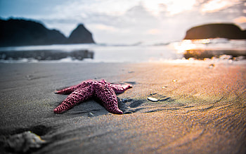 Landscape, Sea, Beach, Starfish HD wallpaper