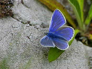 Blue Butterfly, blue, delicate, butterfly, animals, beautiful HD wallpaper