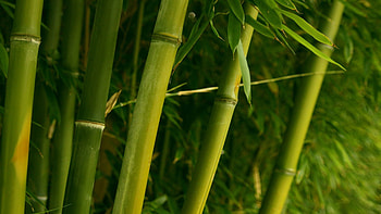Lush green bamboo, Tranquil nature, Ryan Johnson's post, Bamboo tree HD wallpaper