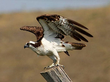 Eagle, cool, beautiful HD wallpaper