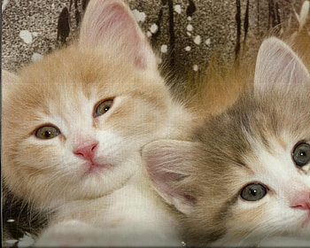 Two kittens, kitten, cute, feline, adorble HD wallpaper