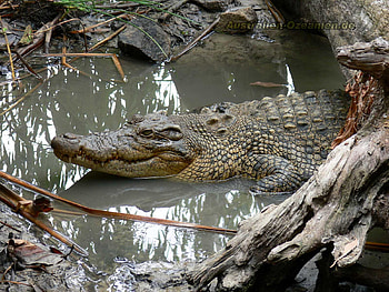 Animals, Water, To Swim, Swim, Mud, Dirt, Logs, Crocodile HD wallpaper