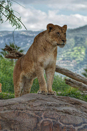 Animals, Predator, Lioness, Animal HD phone wallpaper