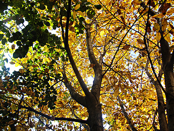 Trees in autumn, light, yellow, green, trees, autumn HD wallpaper