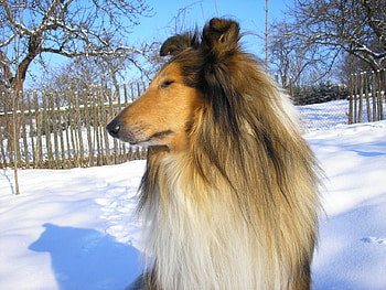 Colllie, sweet, animal, dog, puppy, collie, snow, friend HD wallpaper