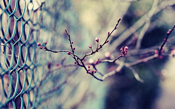 Macro, Dark, Grid, Branch, Fence, Metal HD wallpaper