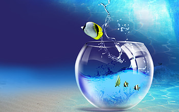 *, Aquarium, Fishs, Splash, Fish, Water, Blue HD wallpaper