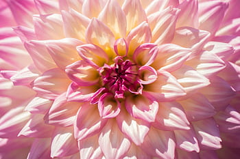 A detailed close-up of a blooming pink dahlia flower with vibrant petals. HD wallpaper