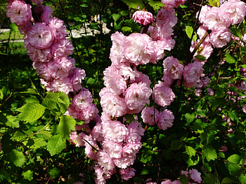 Flowers, Bush, Bloom, Flowering, Greens, Garden, Spring, May HD wallpaper