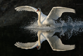 The swan Spreads its Wings, animal, wings, reflection, swan, lake HD wallpaper