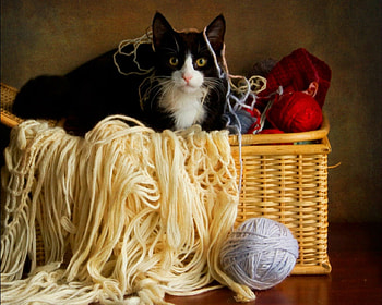 Still life, basket, animals, cute, cat, yarn HD wallpaper