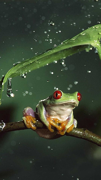 Frog , Nature's beauty, Green hues, Artistic choice HD phone wallpaper