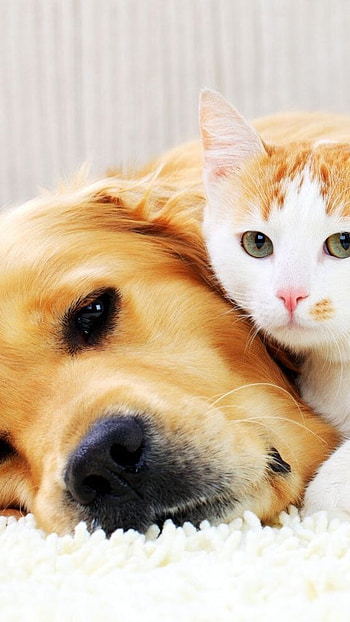 Cat And Dog, Lying each other, cat and dog loves, friendships, love each other HD phone wallpaper