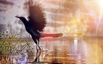 Animals, Water, Drops, Bird, Spray, Wings, Basin HD wallpaper