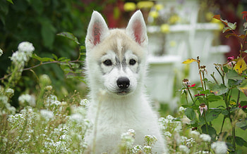 Animals, Flowers, Grass, Dog, Field, Puppy, Husky HD wallpaper