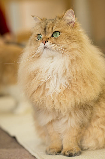 Golden, Persian Cats HD phone wallpaper