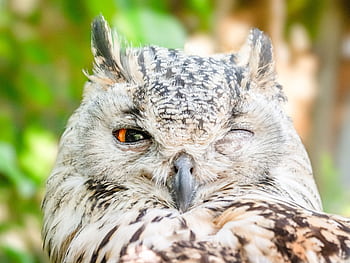 Detailed close-up of a Eurasian Eagle Owl winking, showcasing its feathers and vivid eye. HD wallpaper