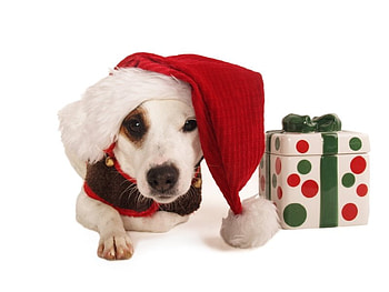 Dog gift, dog, puppy, gift, christmas HD wallpaper