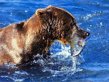 Bear with dinner, fish in mouth, brown bear, lake HD wallpaper