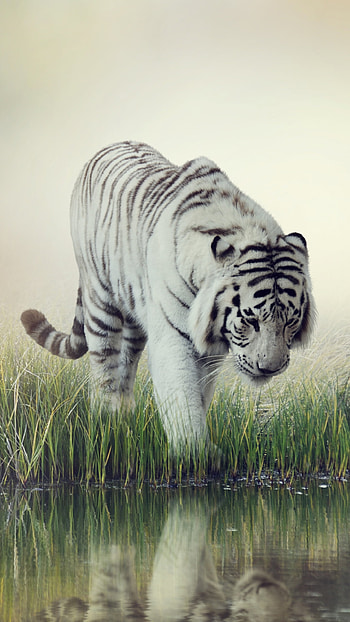 White tiger, Sublime beauty, Magnificent creature, Graceful presence HD phone wallpaper