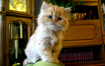 Animals, Cats HD wallpaper
