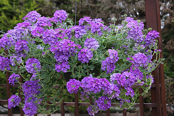 Patio verbina for hanging baskets, graphy, hue, natures, basket, purple, patio, pretty, lavender, flowers, lilac HD wallpaper