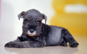 Animals, Lies, Muzzle, Black Puppy HD wallpaper