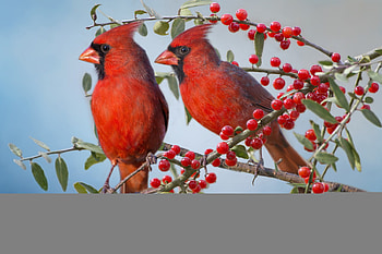 The red cardinal thumb HD wallpaper