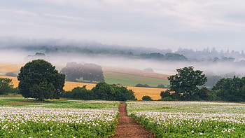 Morning Field, Field, Nature, Morning, flower HD wallpaper
